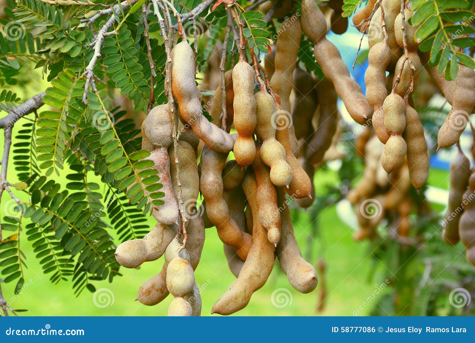 Розмір плодів дерева тамаринда