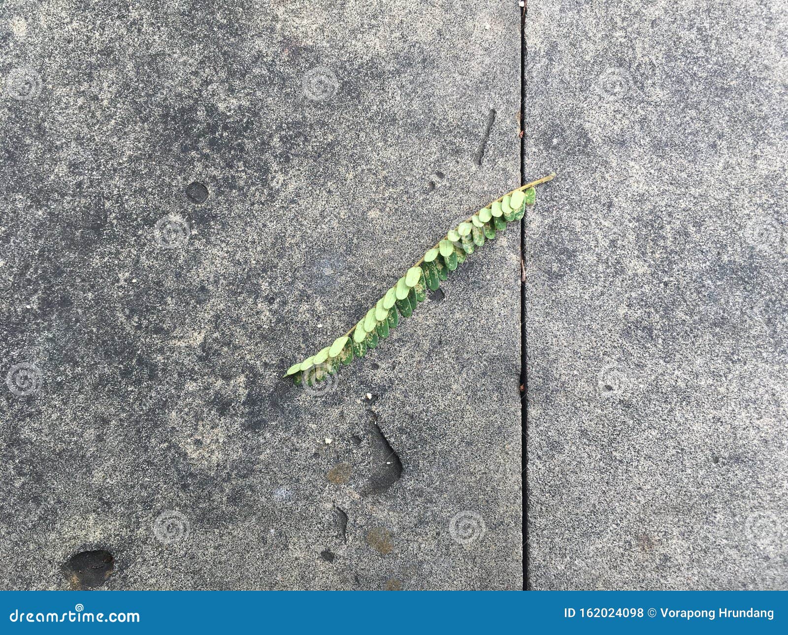 Tamarind Leaves Fall On A Dark Gray Concrete Stock Photo Image Of Detail Beautiful