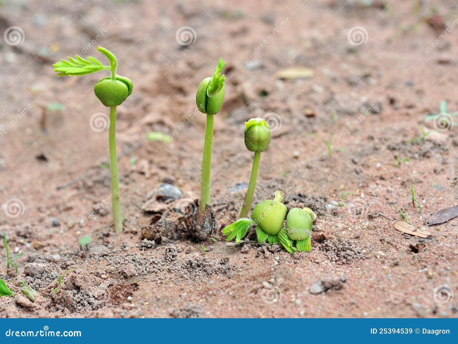 Tamarind Seedlings Royalty Free Stock Images Image 25394539
