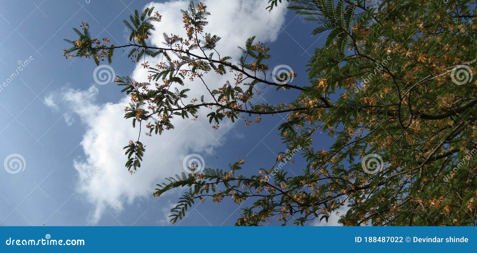 Tamarind Tree Leaves And Flowers And Blue Sky And White Cloud Stock Photo Image Of Leaf Woodland