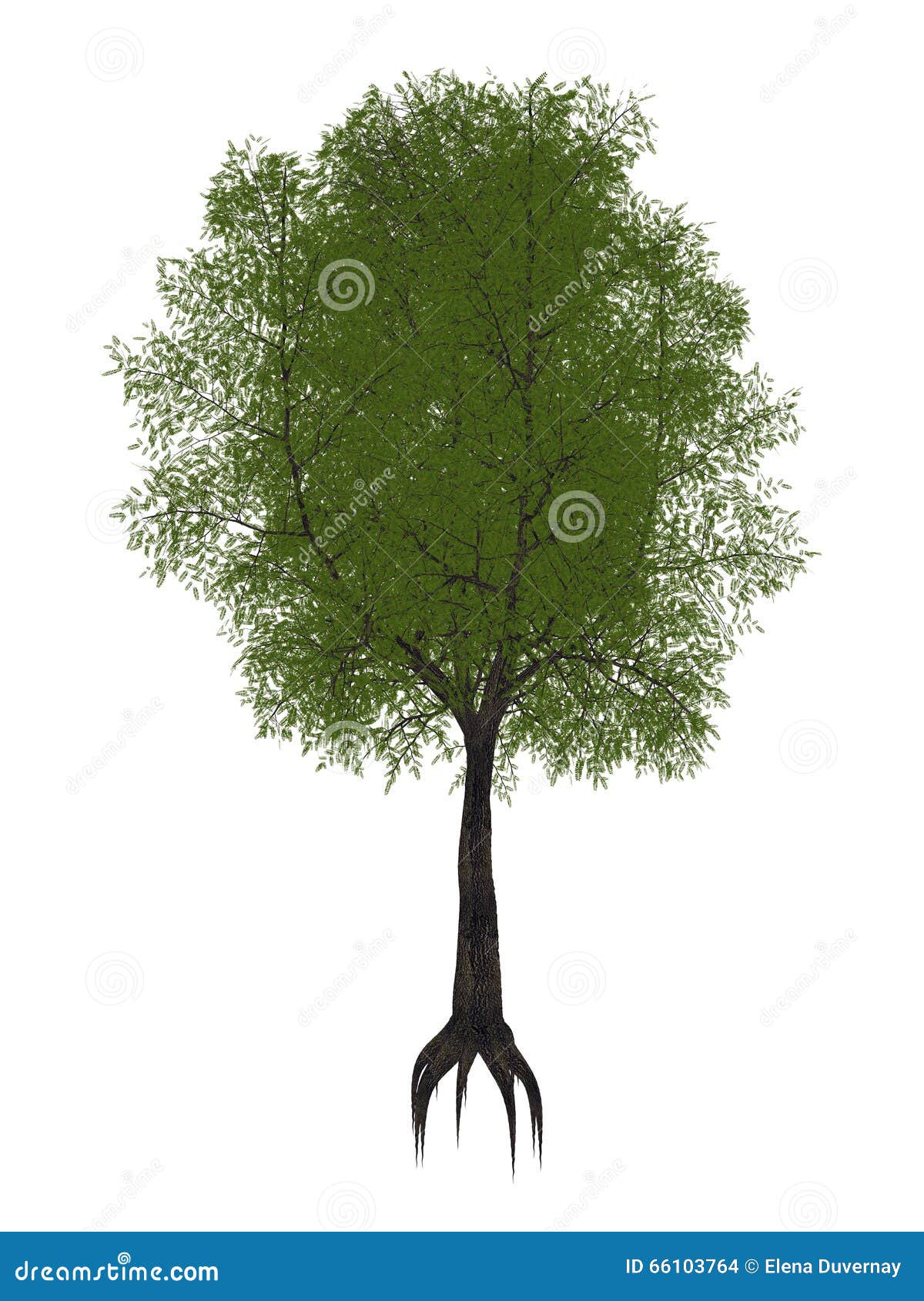 Tamarind Tree Tamarindus Indica 3d Render Stock Illustration Illustration Of Graphic Isolated Tamarind Tree Tamarindus Indica 3d Render Stock Illustration Illustration Of Graphic Isolated
