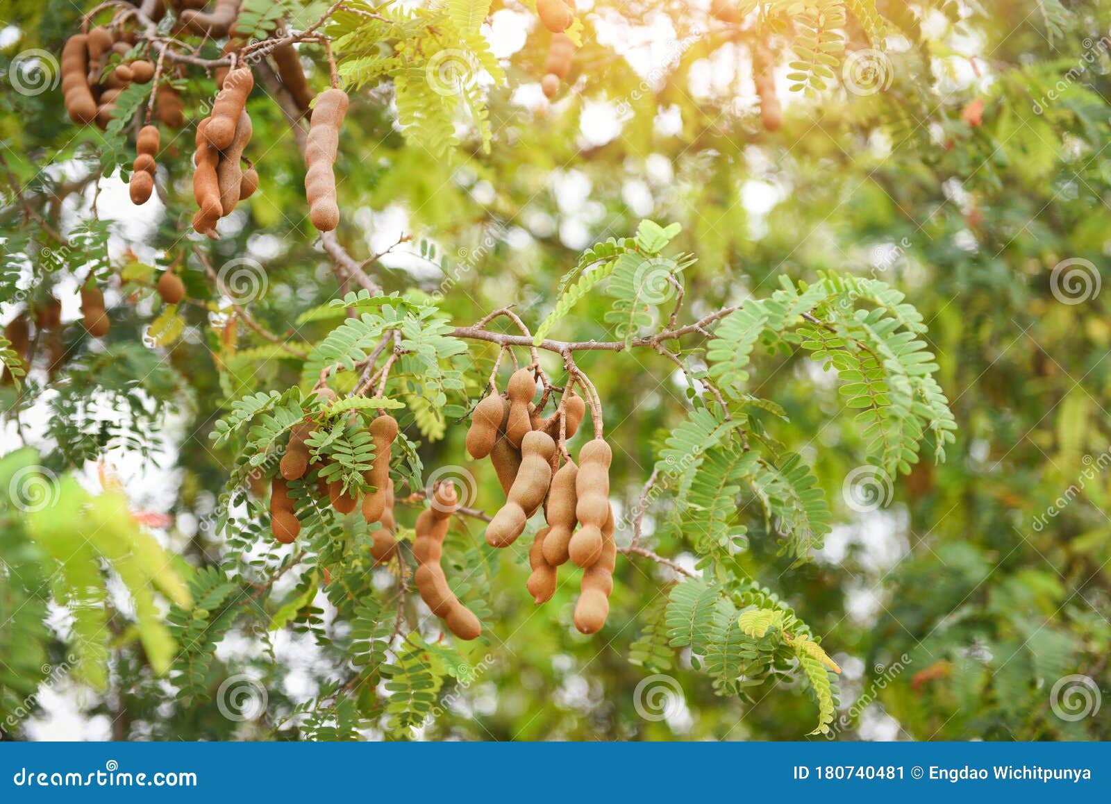 604 Tamarind Fruit Tree Leaves Photos Free Royalty Free Stock Photos From Dreamstime