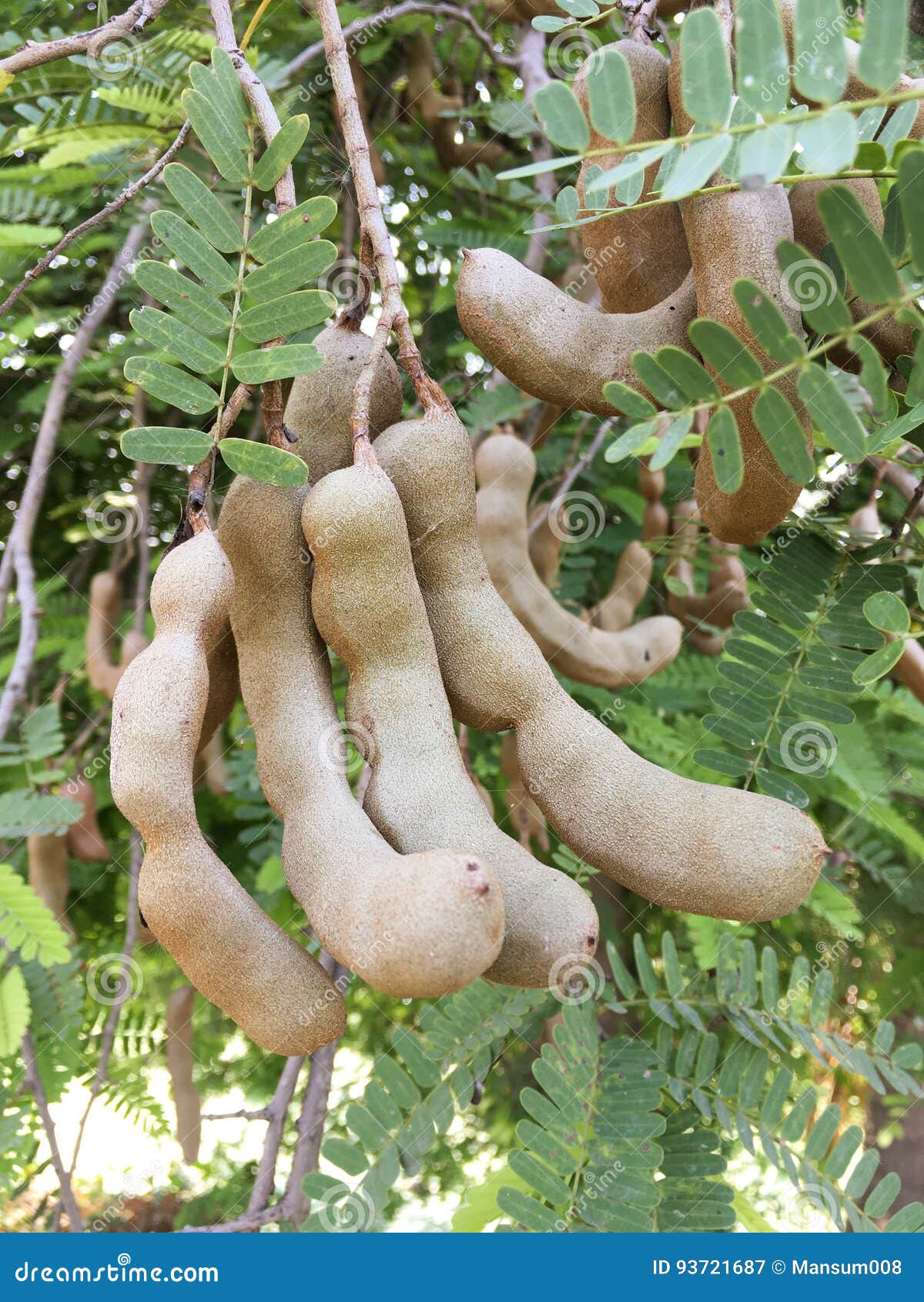 Tamarindus Indica Fruit Stock Image Image Of Nature