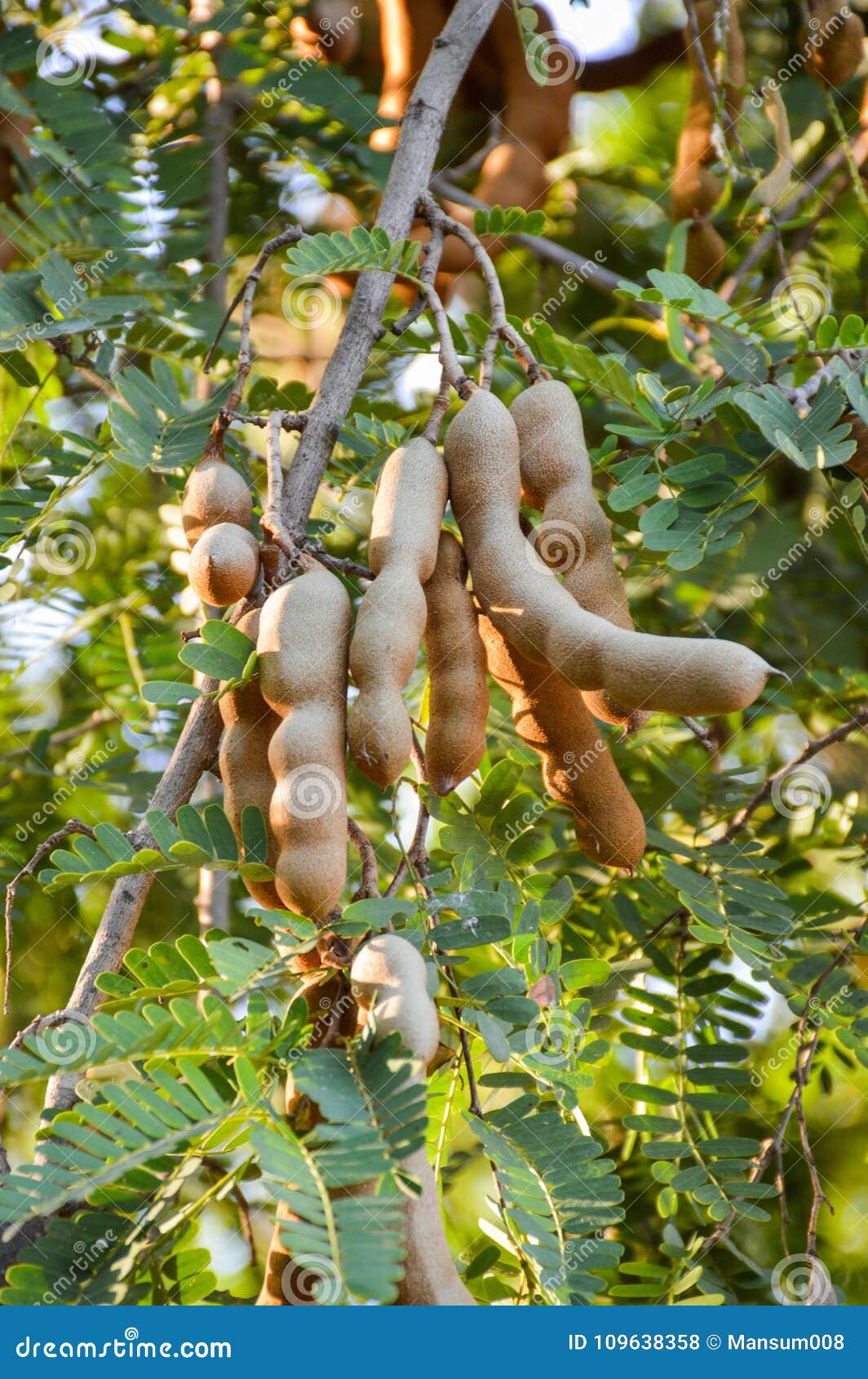 Tamarindus Indica Fruit Stock Photo Image Of Outdoor