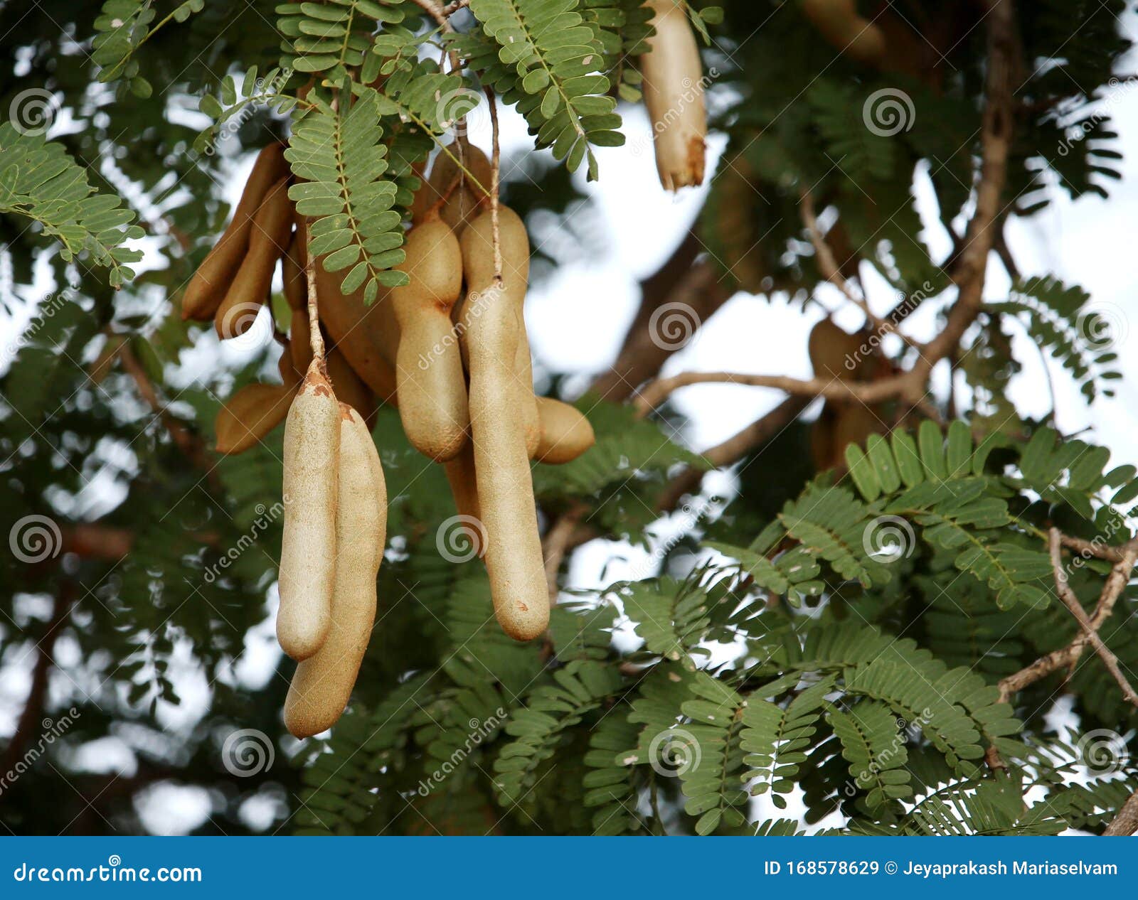 Tamarindus Indica On A Tree Stock Image Image Of Tree Indian