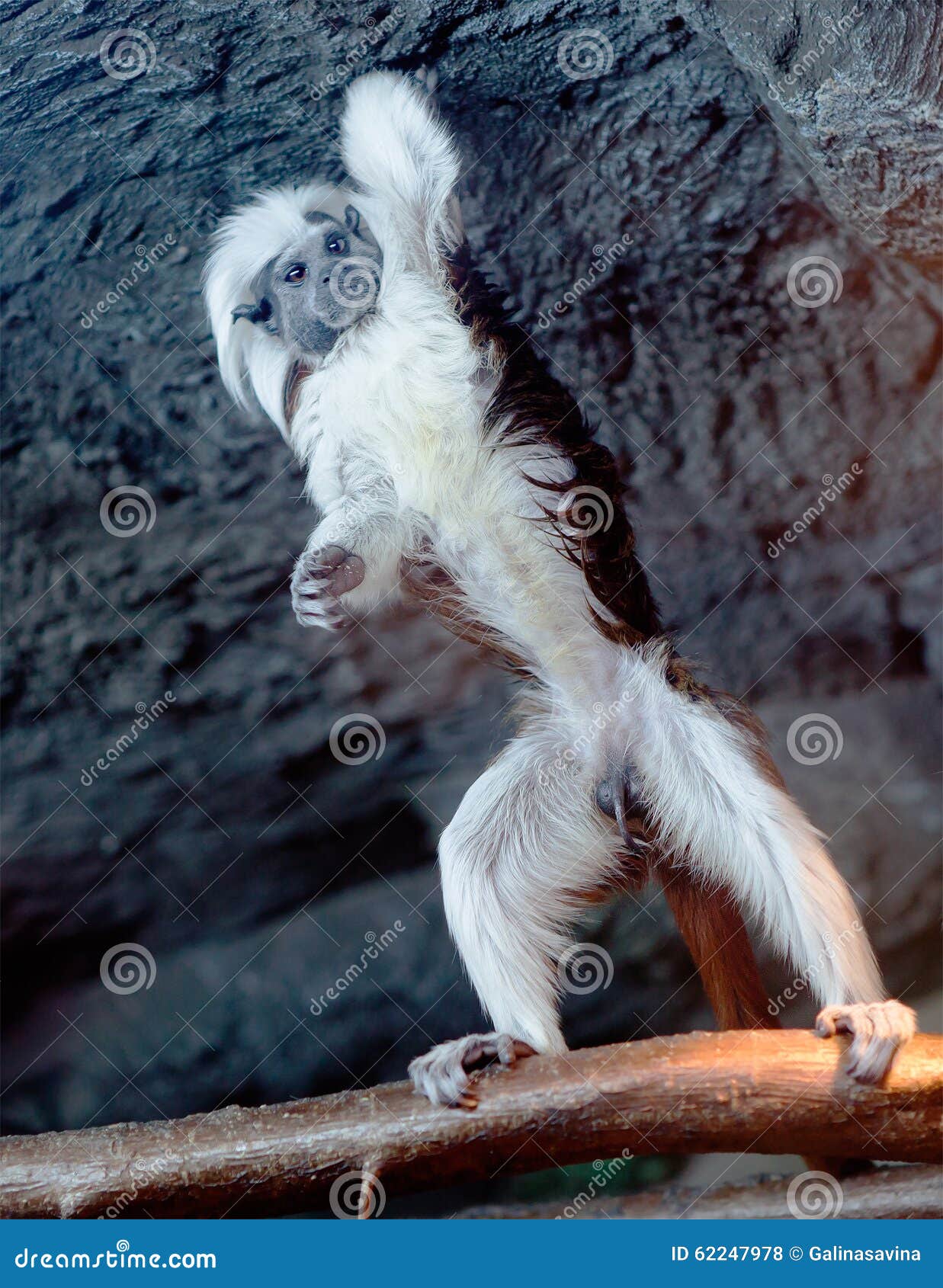 Foto de Macaco Sagui Cabeçadealgodão Saguinus Oedipus e mais fotos