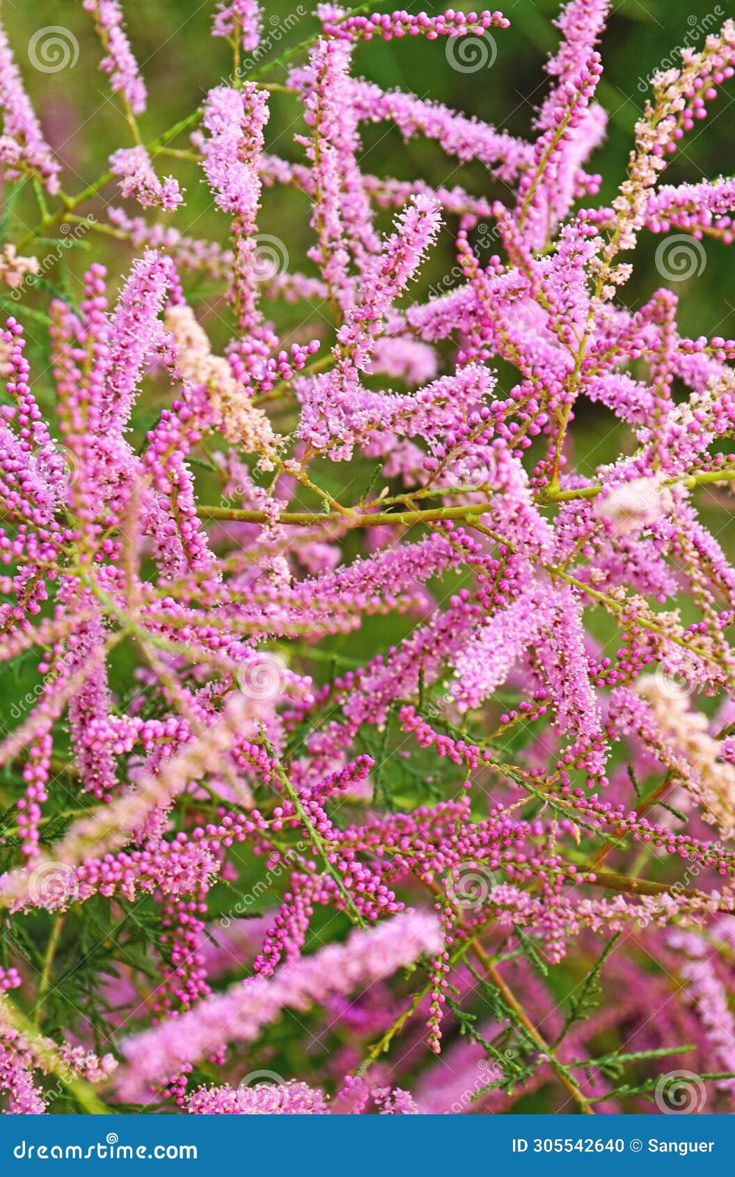 tamarix flowers in a garden in barcelona