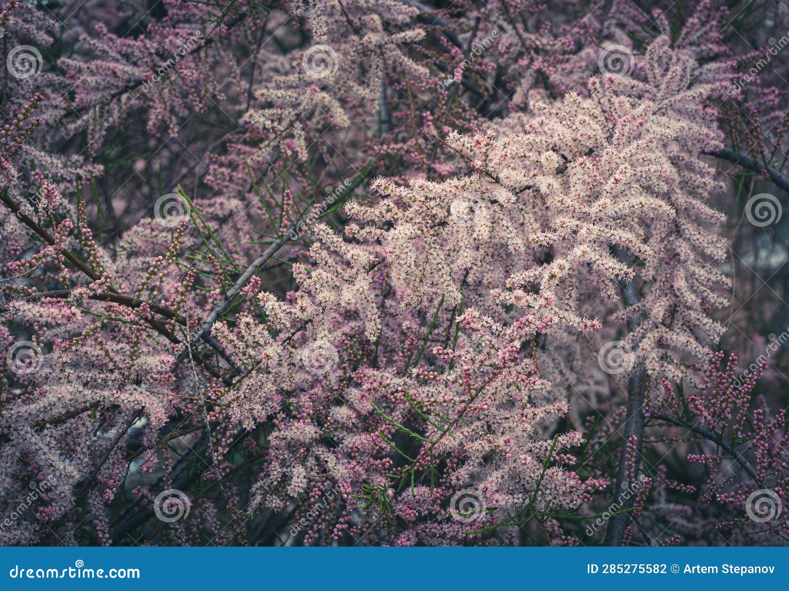 tamarix flowers, pink tamarisk closeup, flowering tree salt cedar tree, taray macro photo