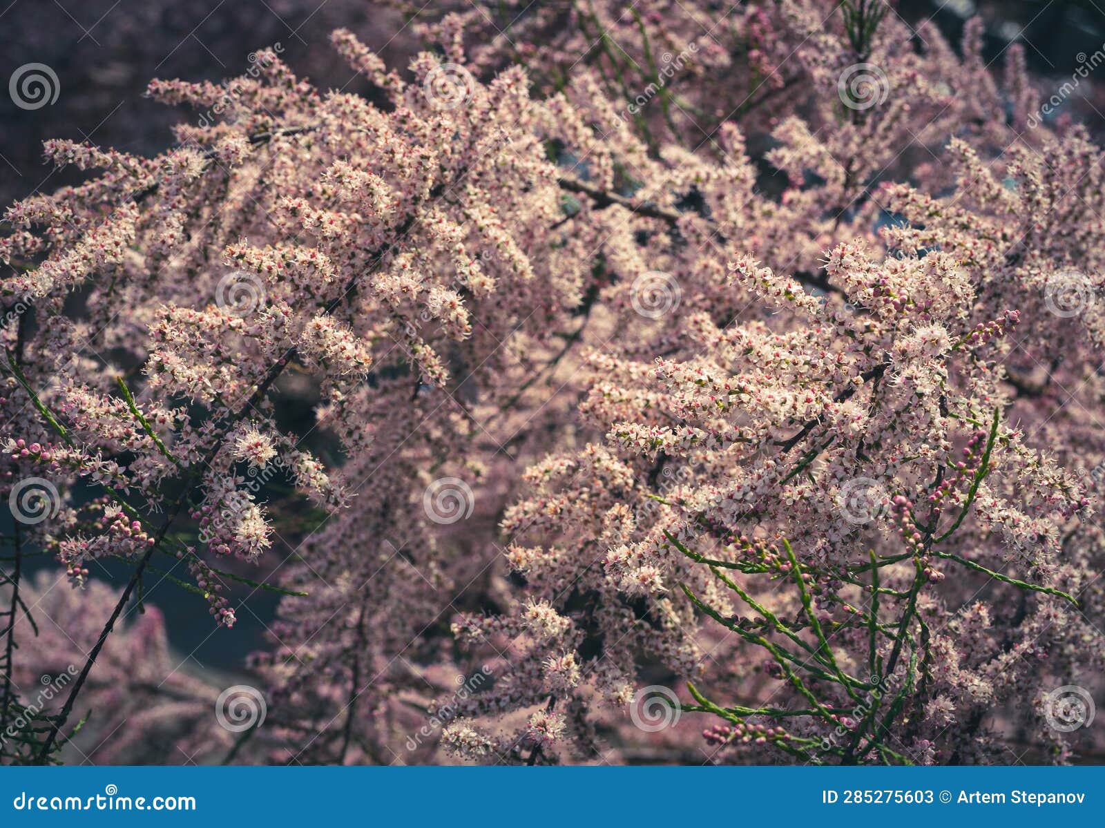 tamarix flowers, pink tamarisk closeup, flowering tree salt cedar tree, taray macro photo