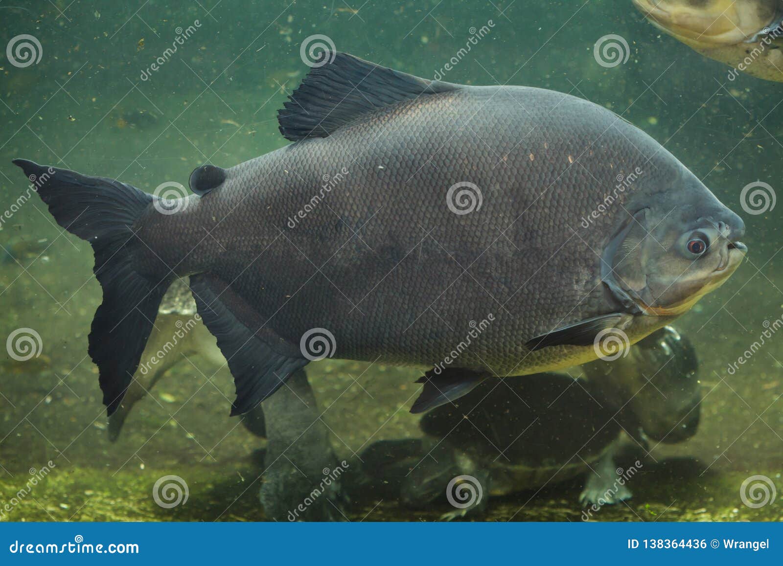 tambaqui colossoma macropomum