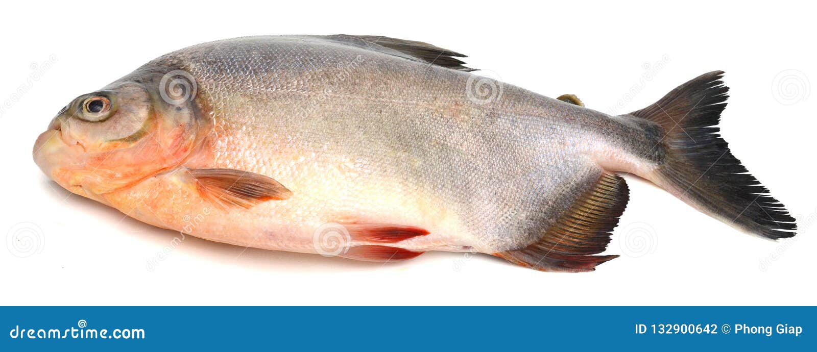 tambaqui pacu fish. live, peru.