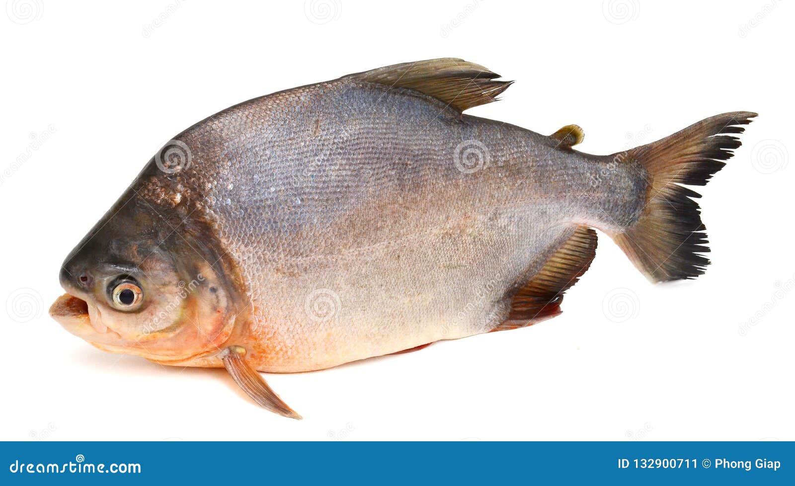 tambaqui pacu fish. live, peru.