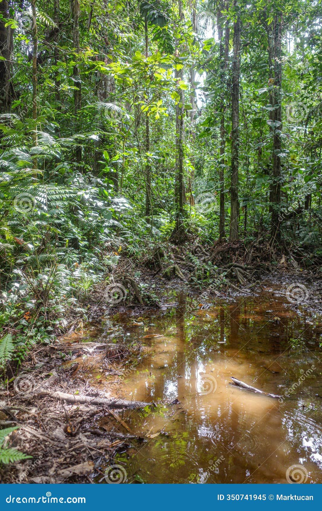 tambopata, peru - 28 nov, 2024: flooded trails through the amazon rainforest