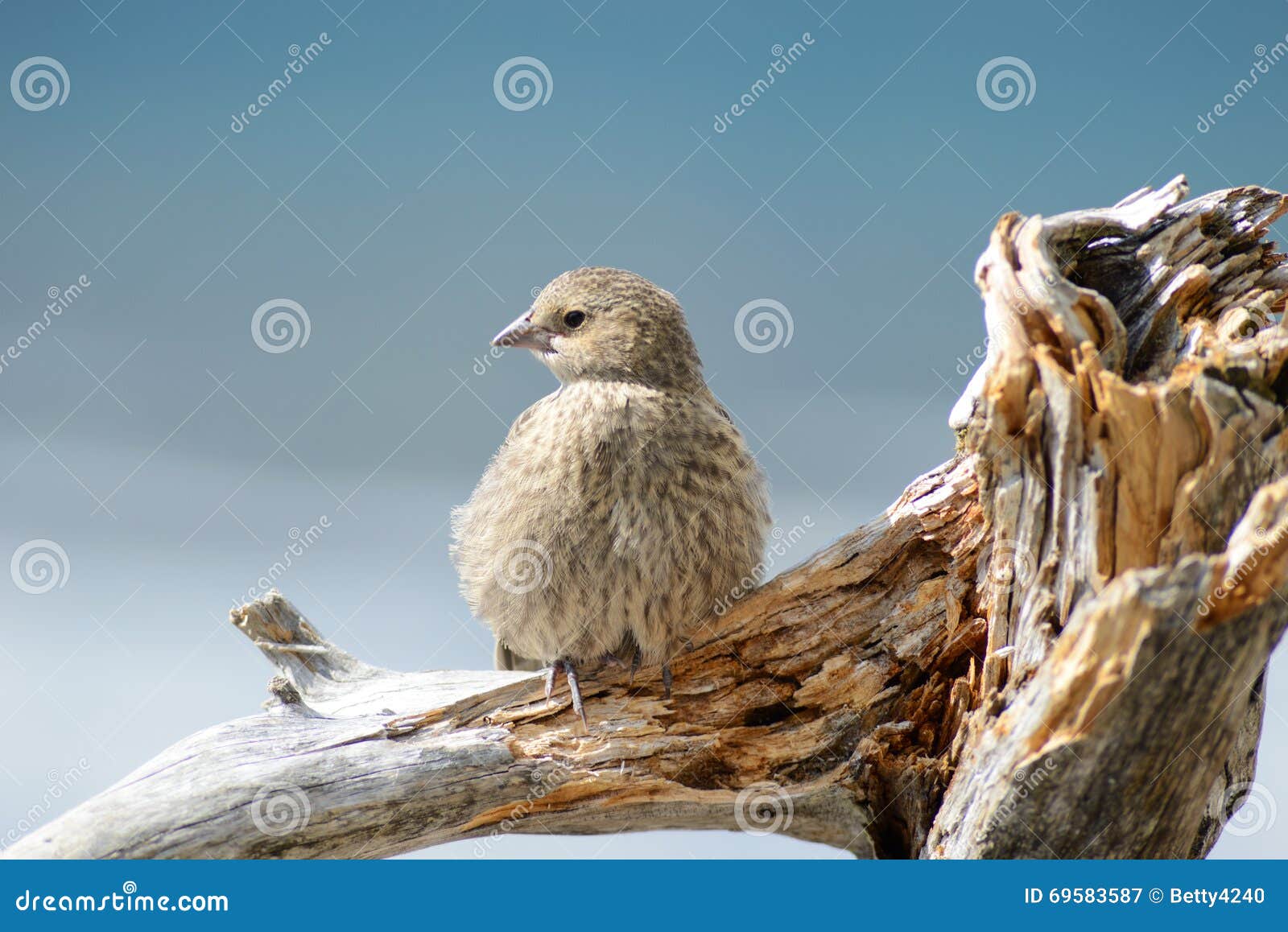 Tame Brown Bird Perched on Driftwood. Stock Image Image of flying