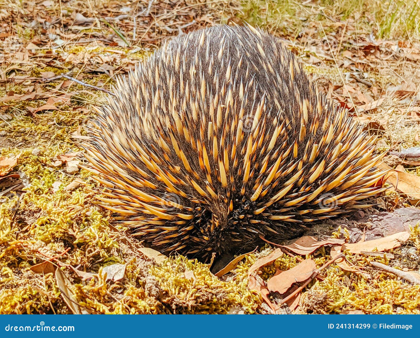 Tame Echidna in Victoria Australia Stock Image - Image of endangered ...