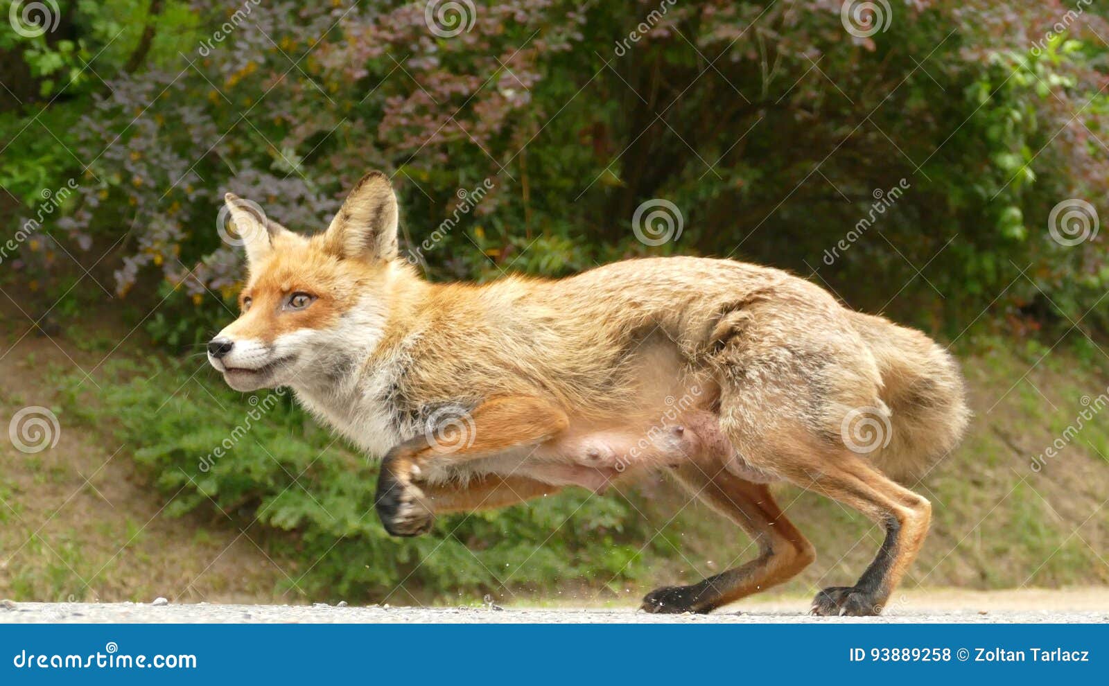 tame fox jumping