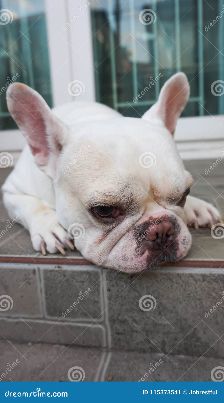 Tame French Bulldog or Sleepy Dog Stock Image - Image of grovel, kowtow ...