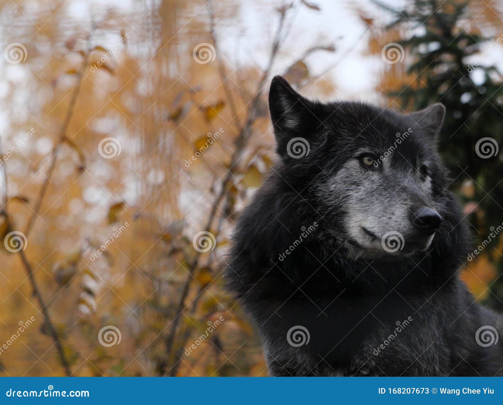A tame looking grey wolf stock image. Image of dream 168207673