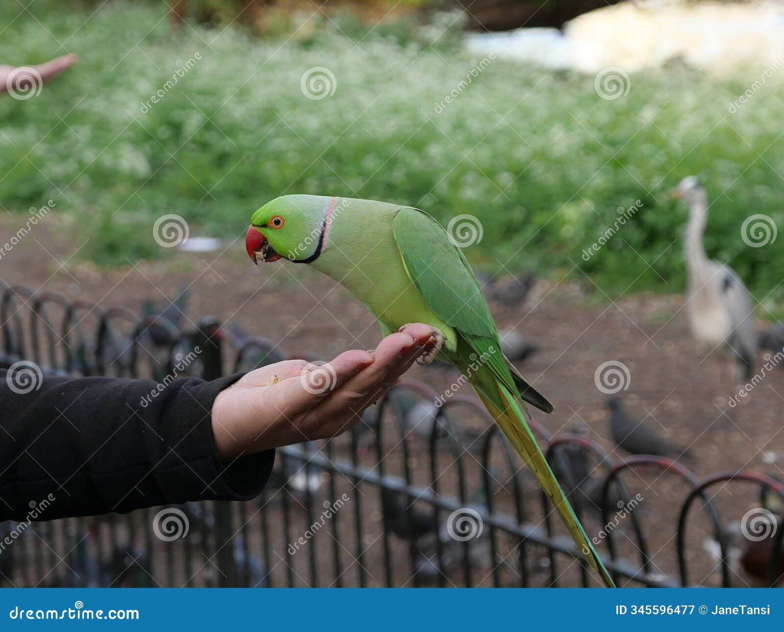 tame parakeet feeding on person& x27;s hand