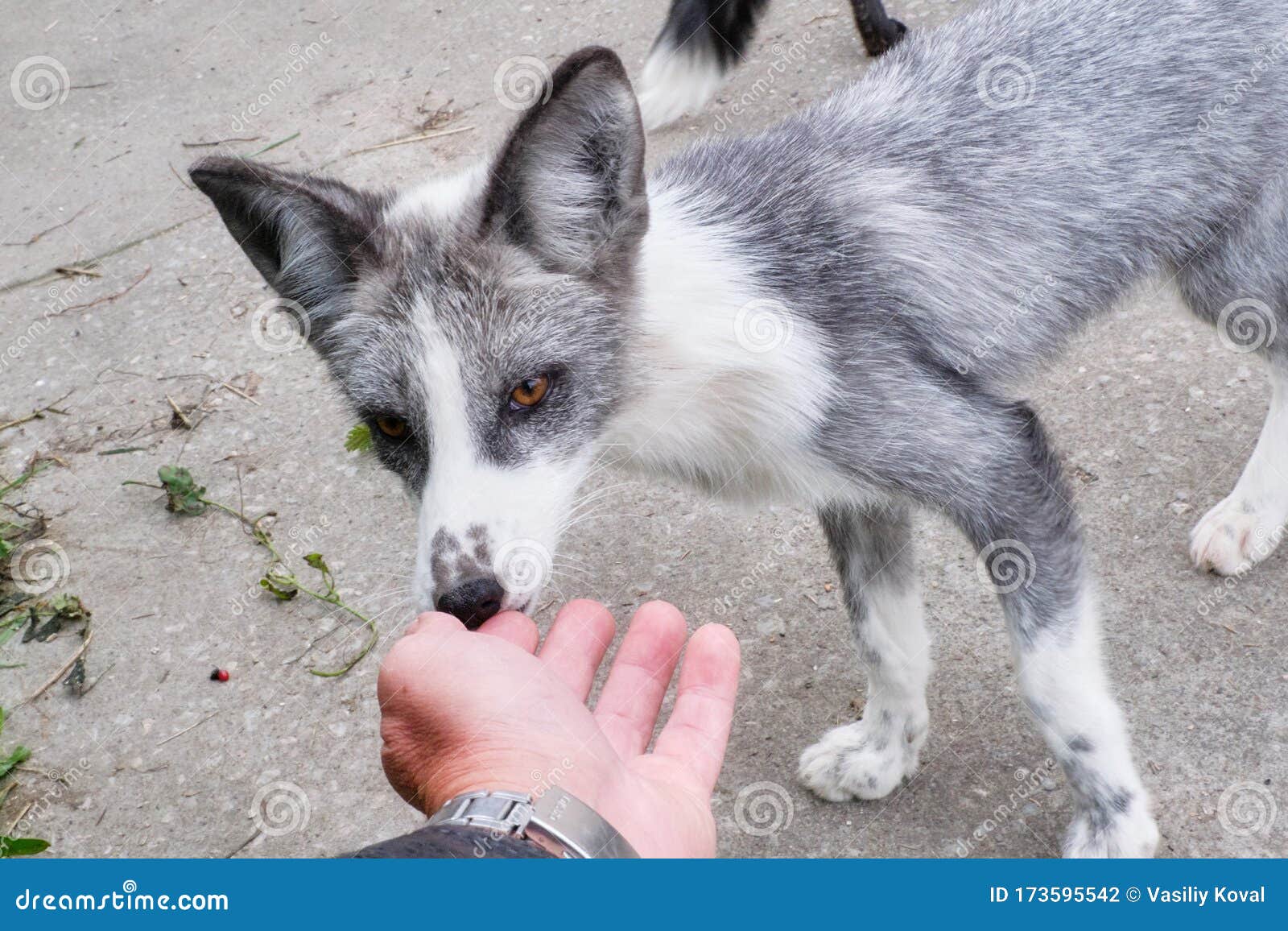 Tamed Foxes Playing with Man`s Hand Stock Photo Image of care