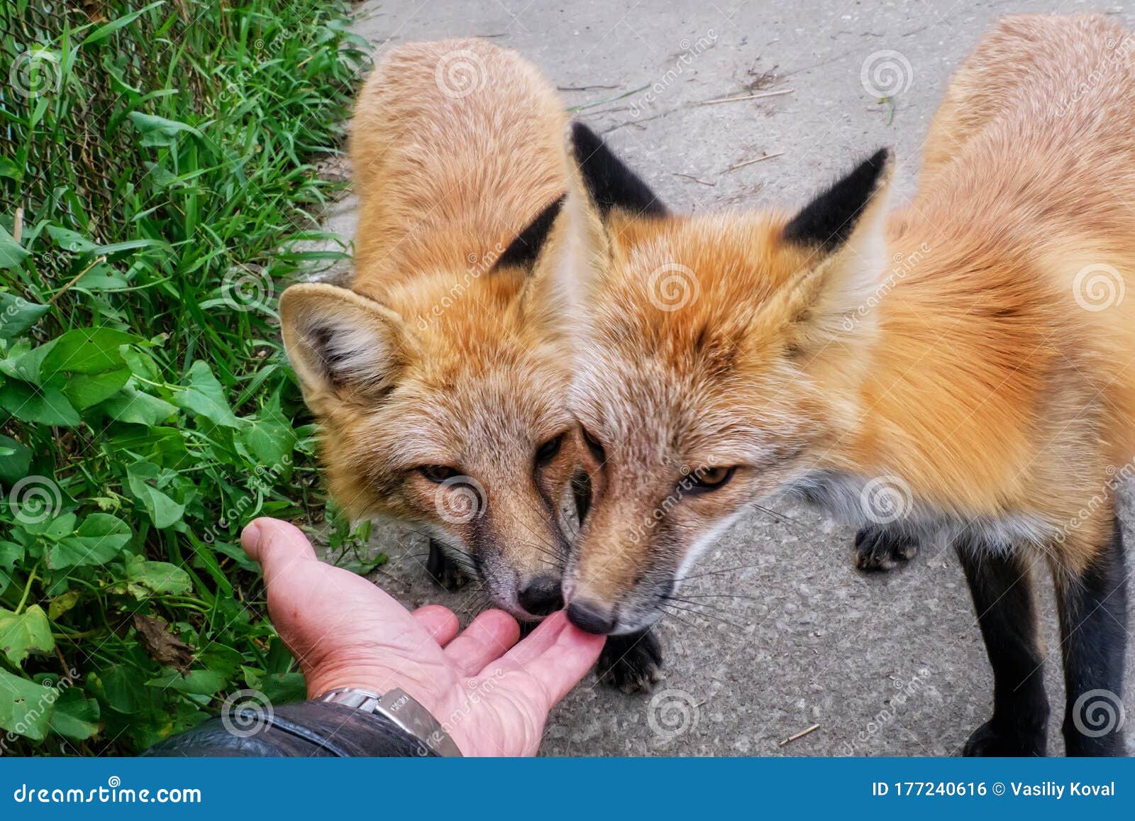 Tamed Foxes Playing with Man`s Hand Stock Photo Image of brown, puppy