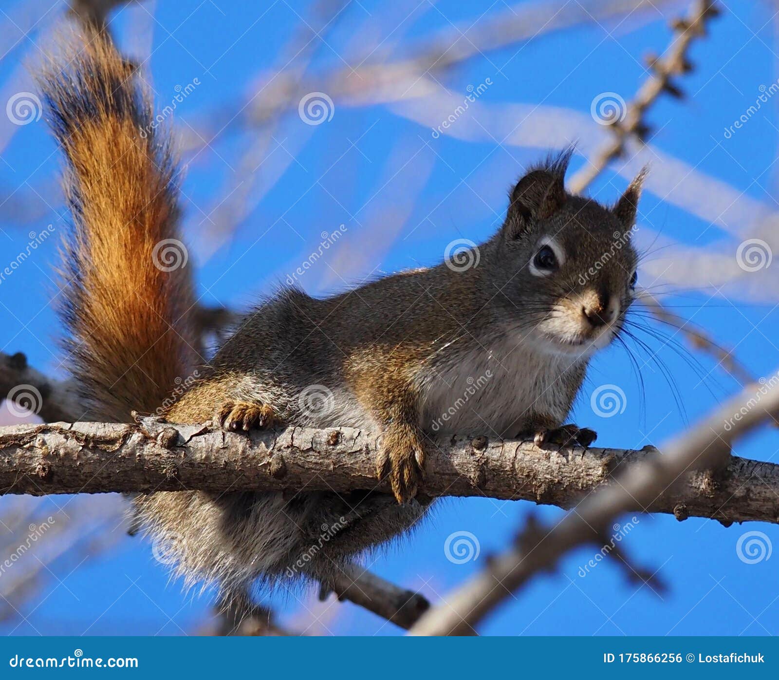 tamiasciurus hudsonicus or red squirrel
