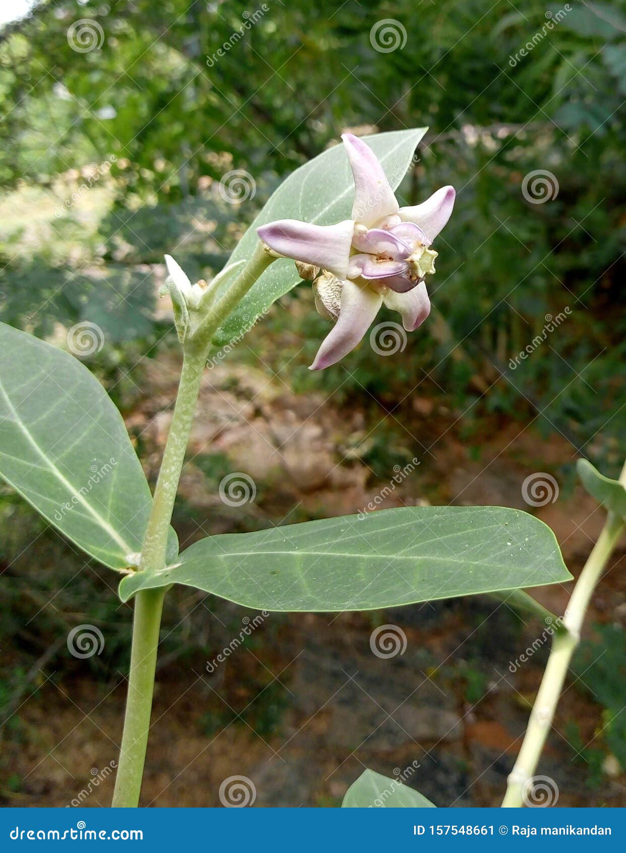 TAMILNADU VILLAGE FLOWER stock image. Image of tamilnadu 157548661