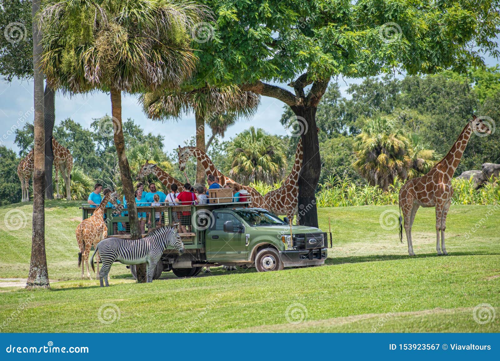 Giraffe Waiting Lettuce Leaves From People Enjoying Safari At