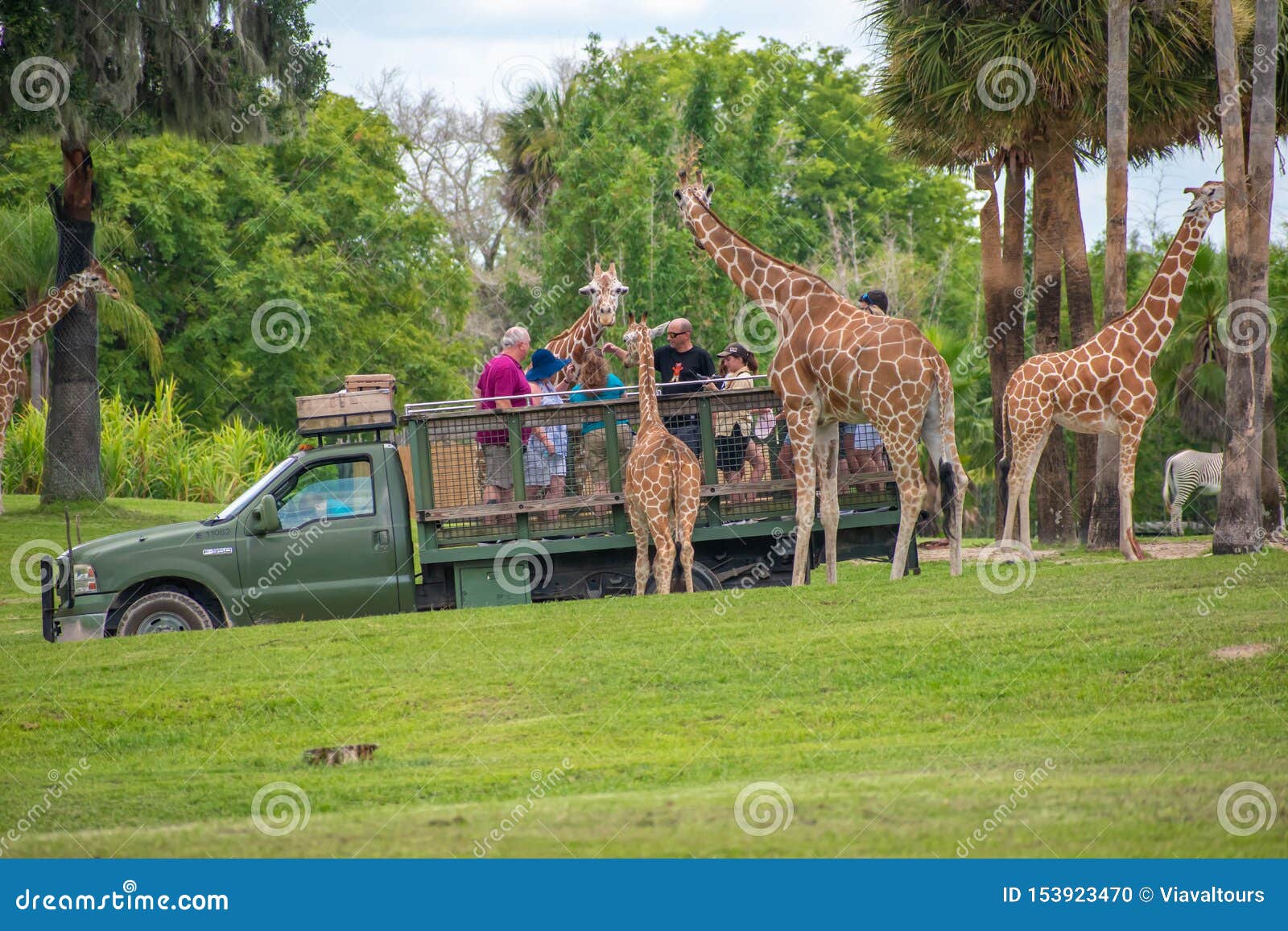 Giraffe Waiting Lettuce Leaves From People Enjoying Safari At