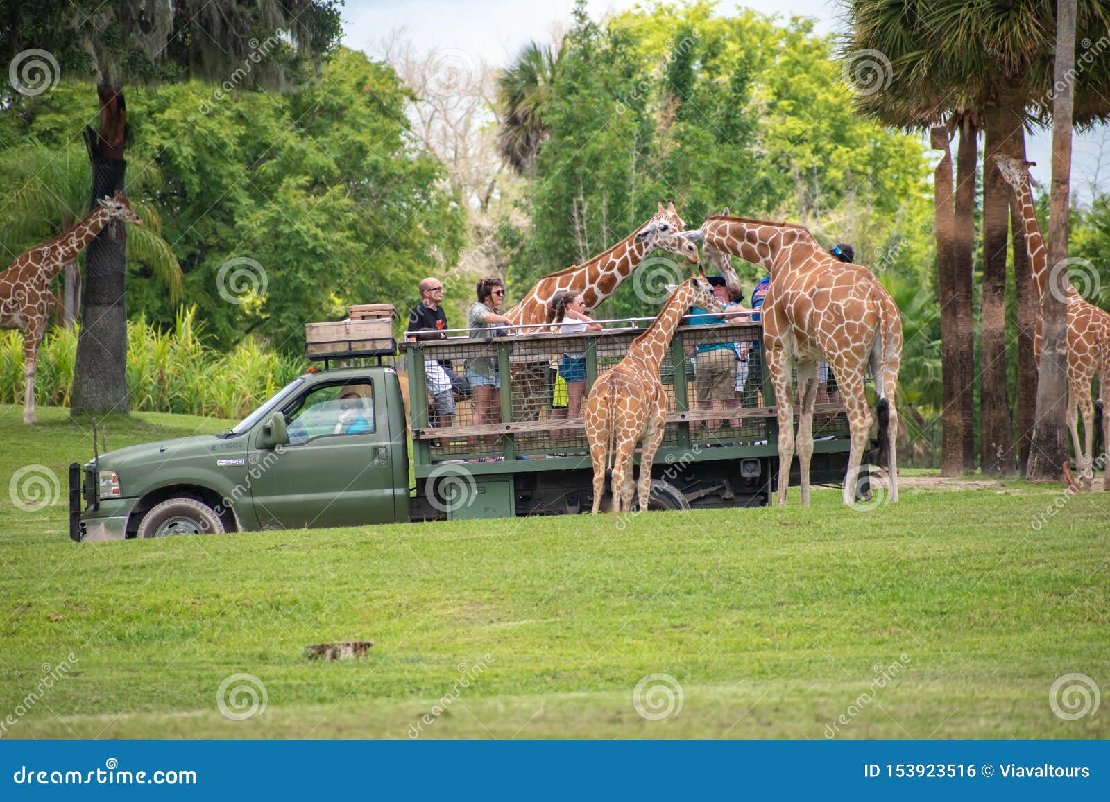 Giraffe Waiting Lettuce Leaves From People Enjoying Safari At