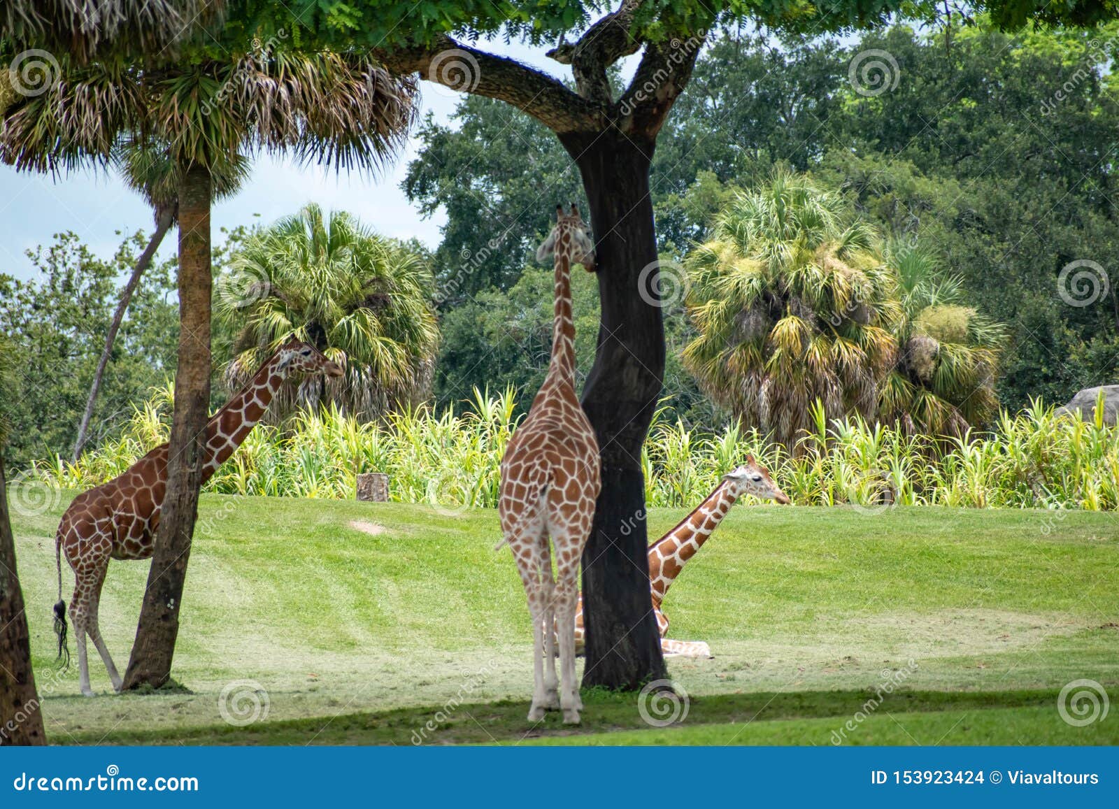 Nice Giraffe On Green Meadow At Busch Gardens 3 Editorial Stock