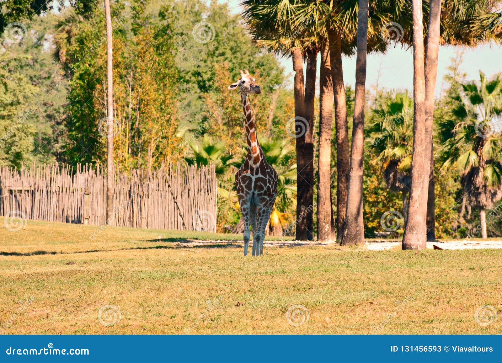Nice Giraffe With Shocking Height On Green Meadow At Bush Gardens