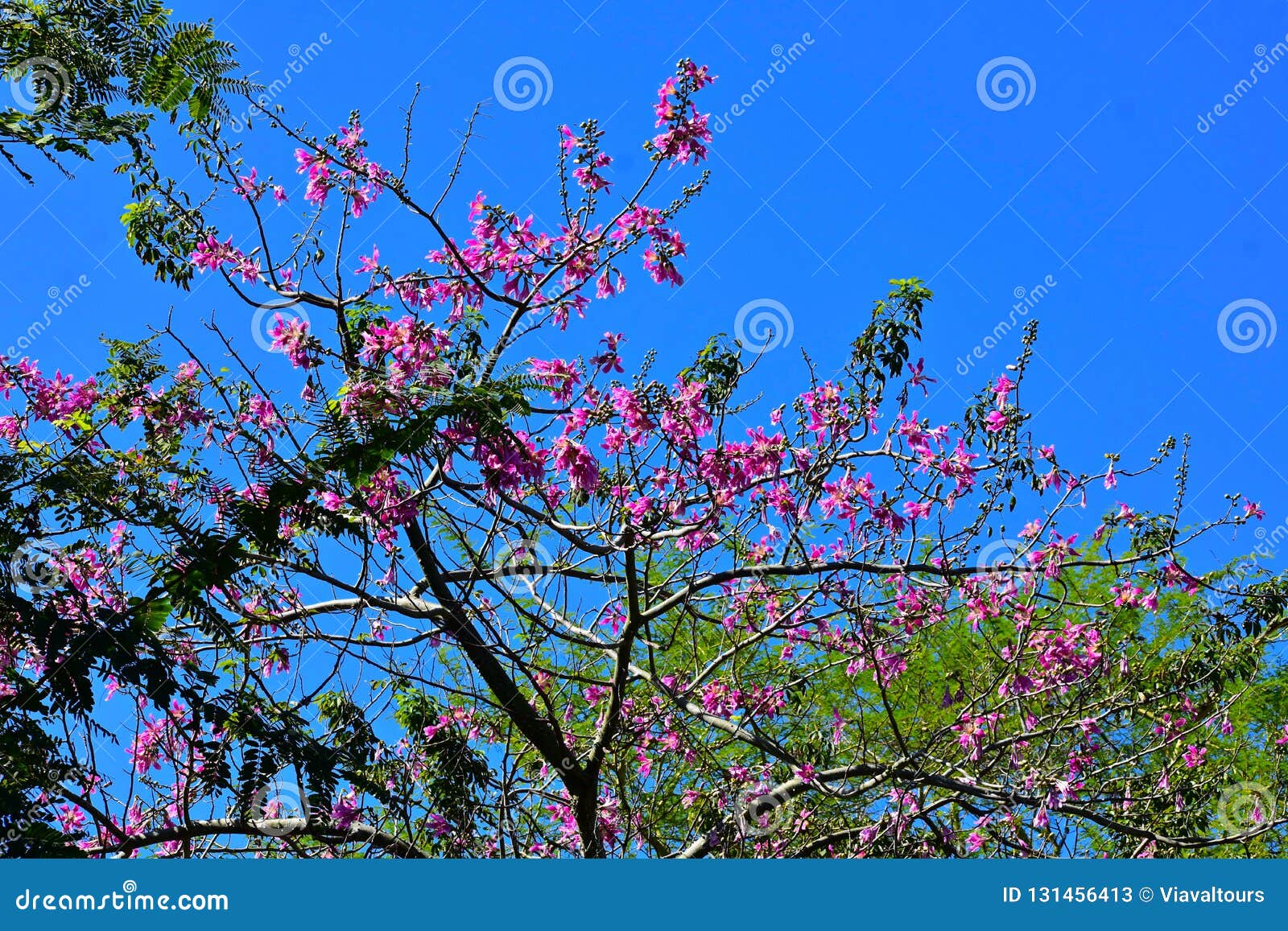 Top View Of Beatiful Tree With Magenta Flowers At Bush Gardens