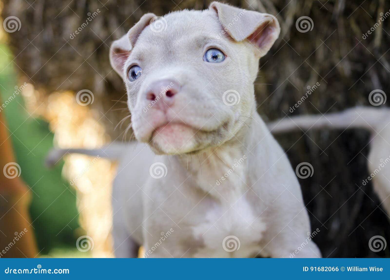 tan blue eyed pitbull