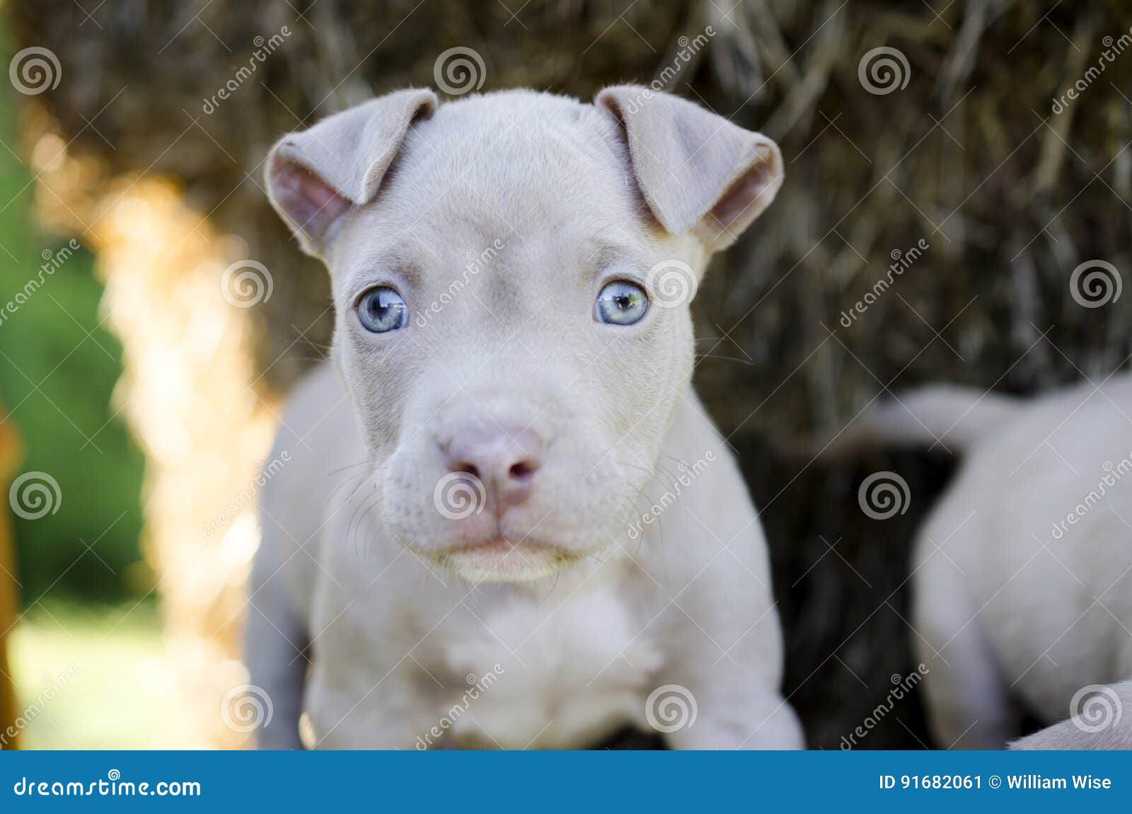 Tan American Pit Bull Puppy Con Los Ojos Azules Imagen de archivo