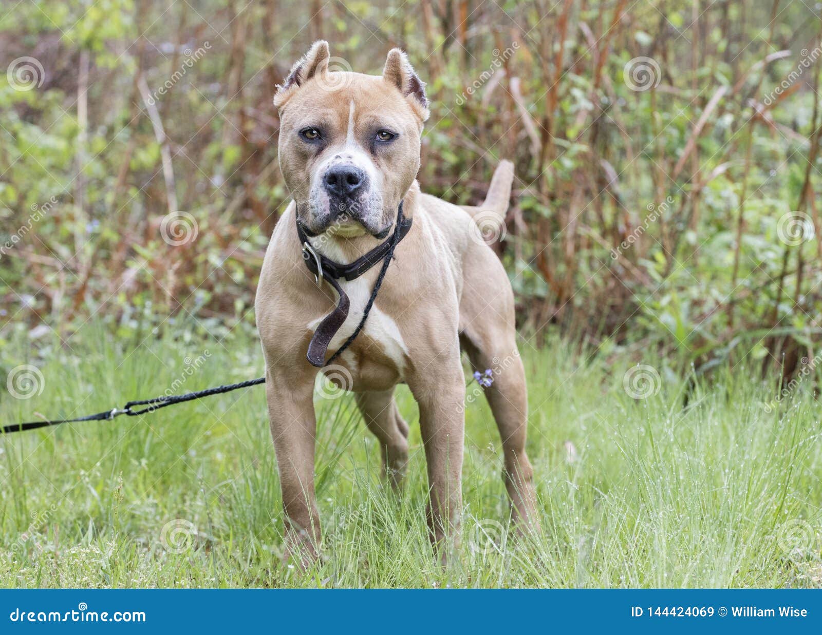 Tan American Pit Bull Terrier Dog With Cropped Ears Stock Image Image Of Bull Animal 144424069