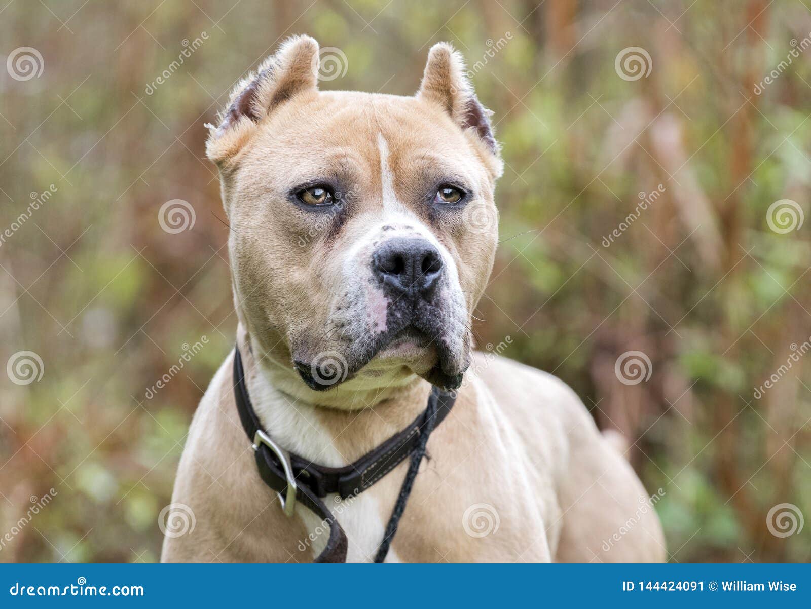 tan american pitbull