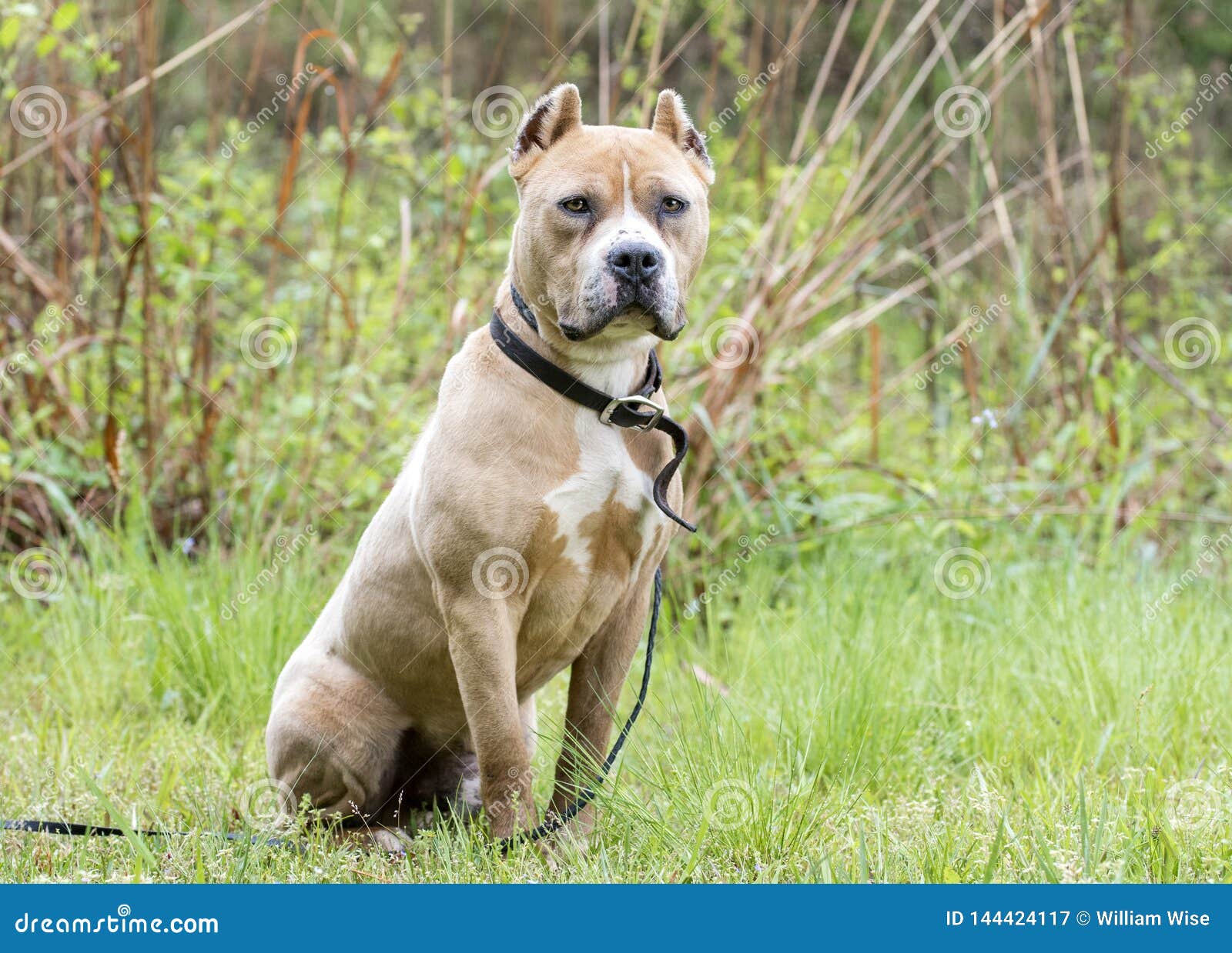 Tan American Pit Bull Terrier Dog With Cropped Ears Stock Image Image Of Society Rescue 144424117