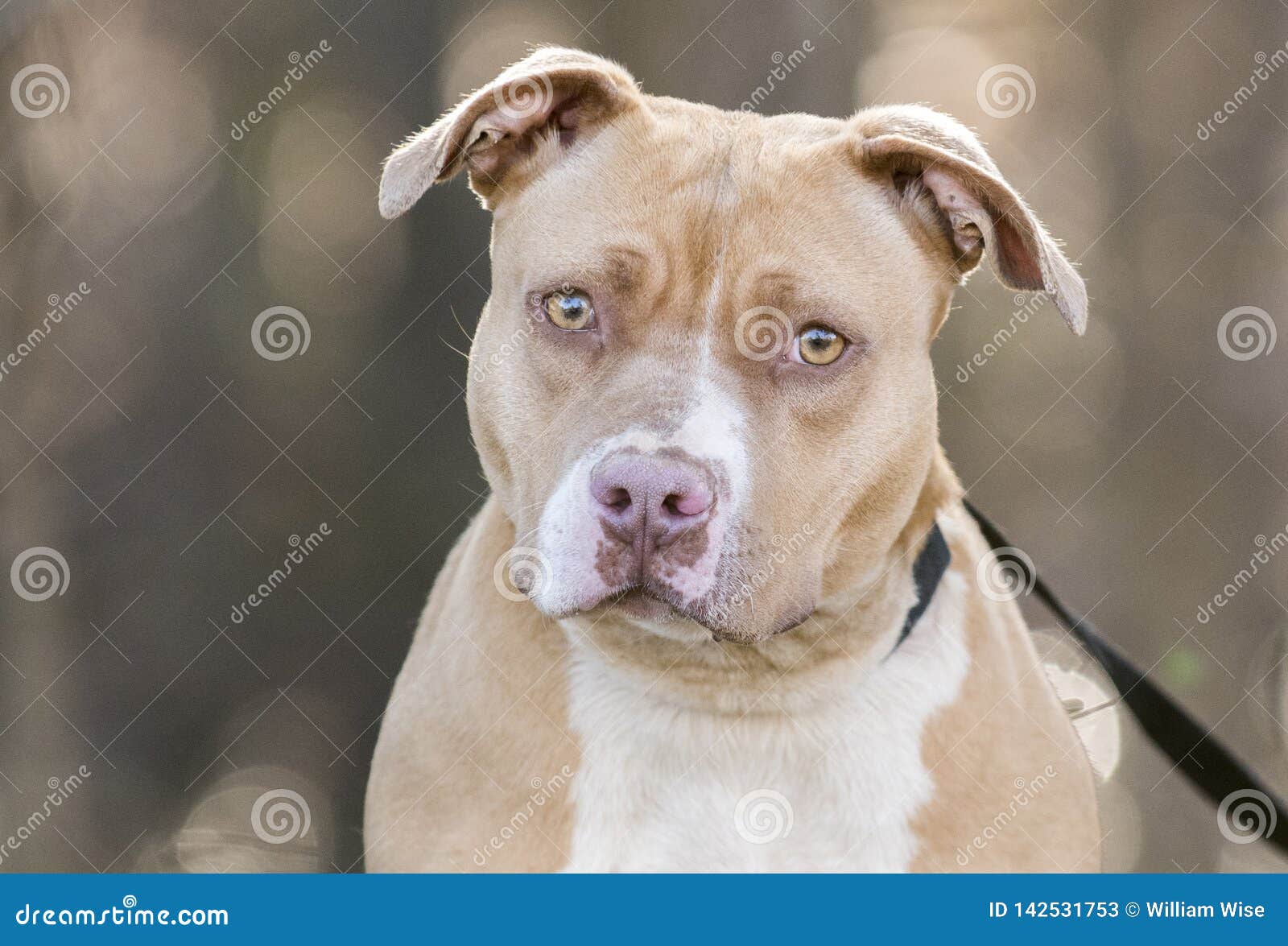 https it dreamstime com tan e cane americano del pitbull terrier rednose bianco giovane ragazza marrone bianca femminile bulldog fuori sul guinzaglio image142531753