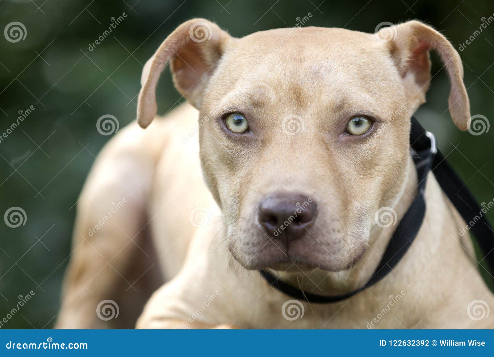Pit hotsell puppy rescue