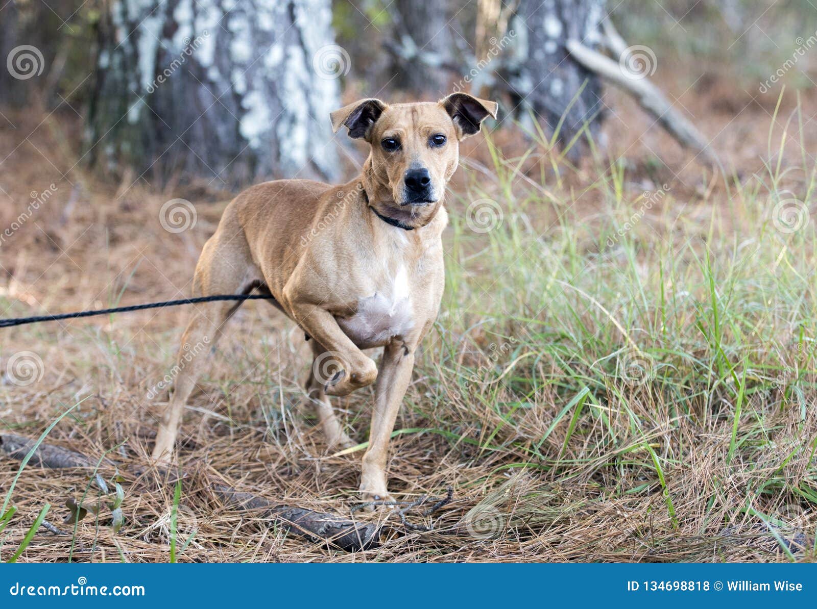 jack russell feist mix