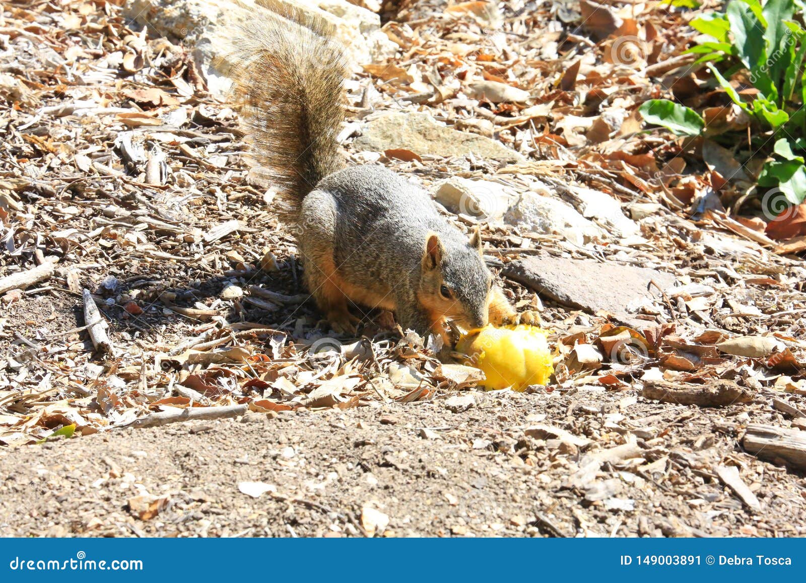 Squirrel With Fruit Avocado. Variegated Squirrel, Sciurus Variegatoides