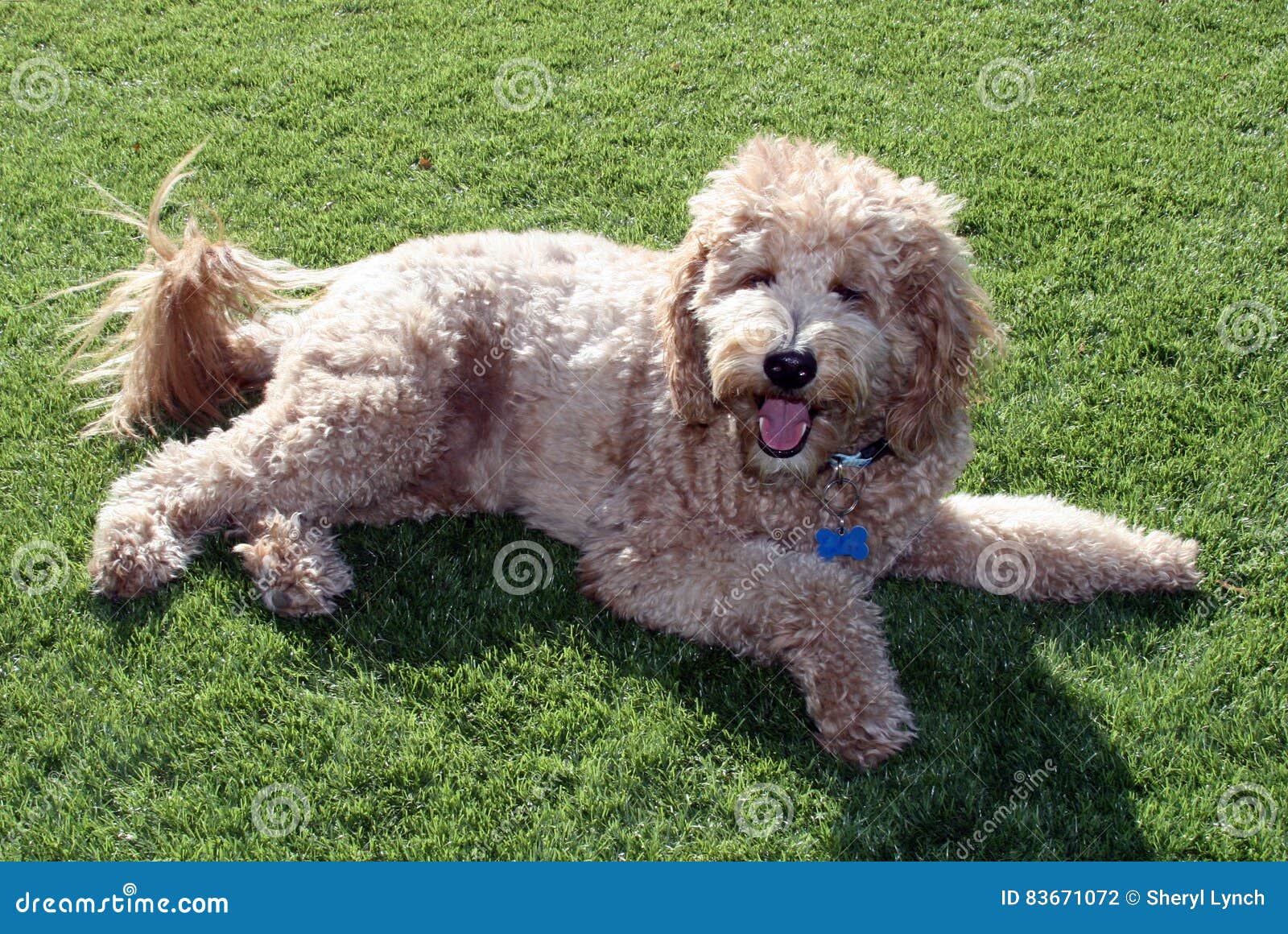 Tan Golden Noodle on Lawn stock photo. Image of lying 83671072