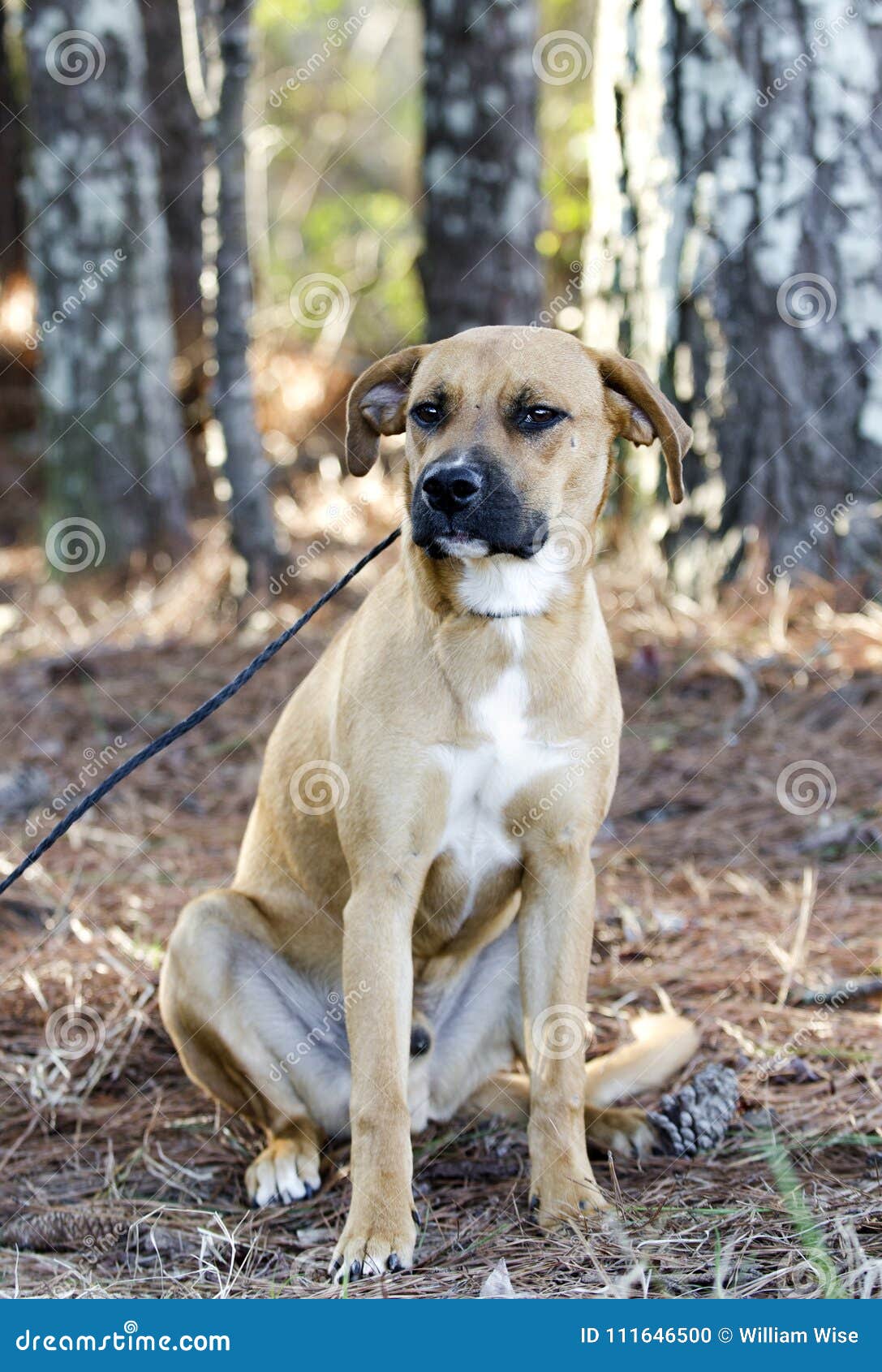 Hound Cur Mixed Breed Dog With Black Muzzle Sitting Stock Photo Image Of County Sitting 111646500