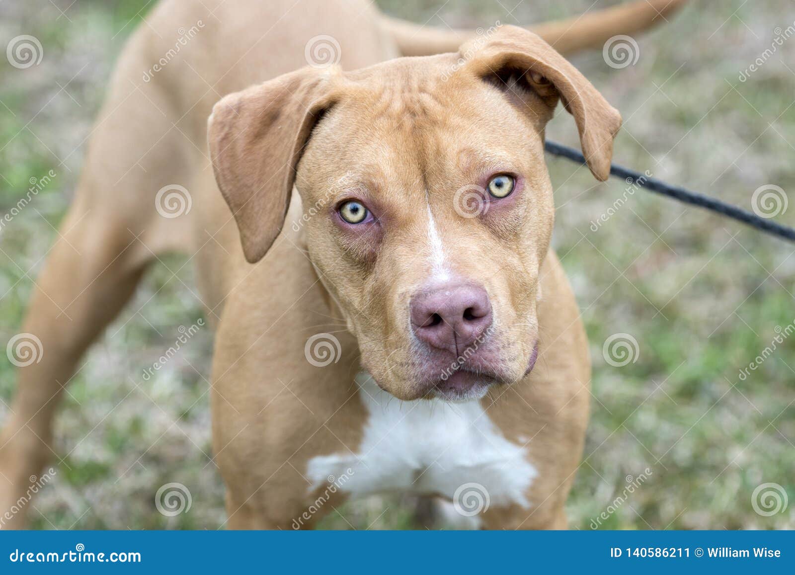 black pitbull with yellow eyes