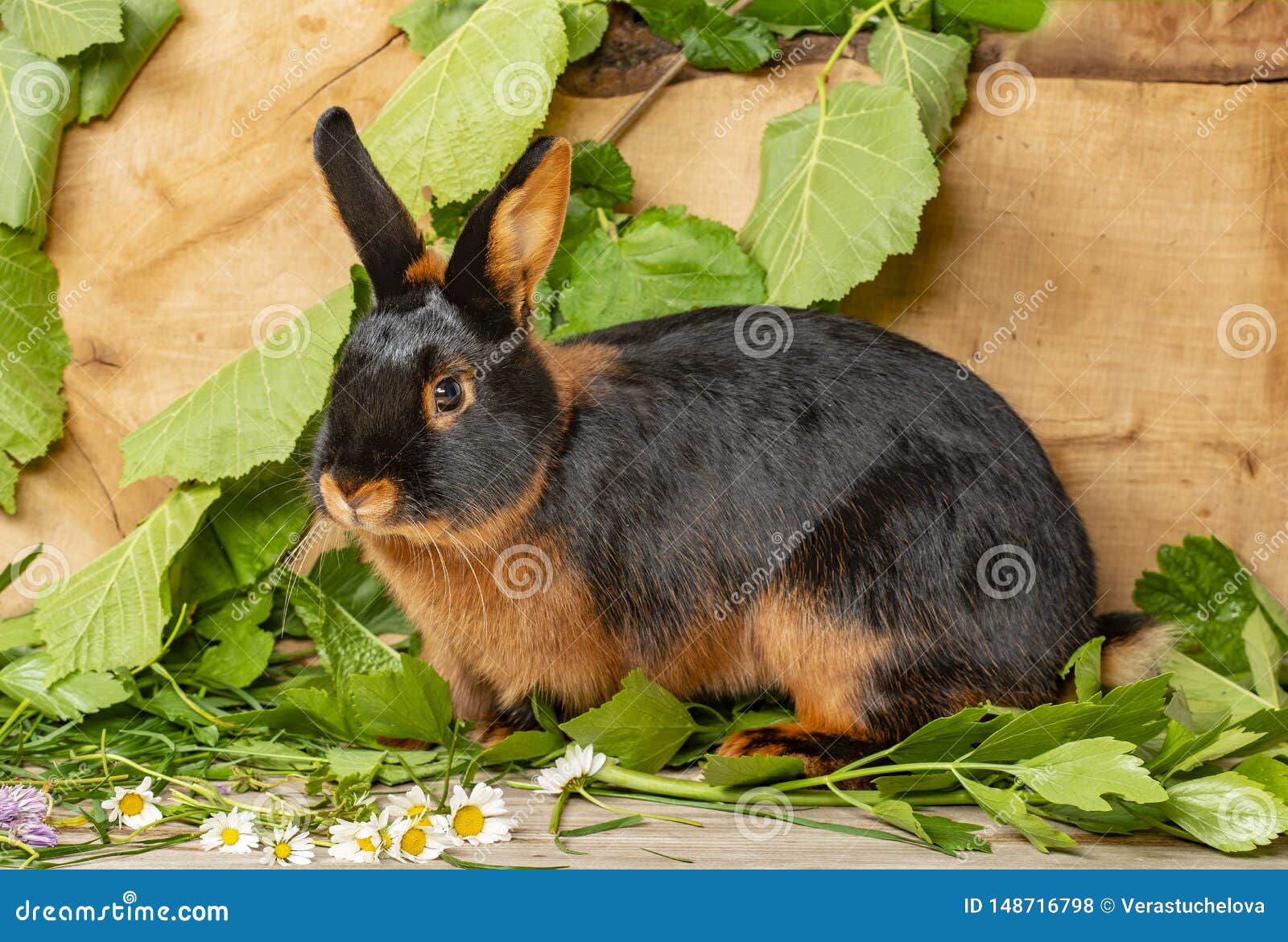 the tan rabbit on a wooden background with graas and leaves