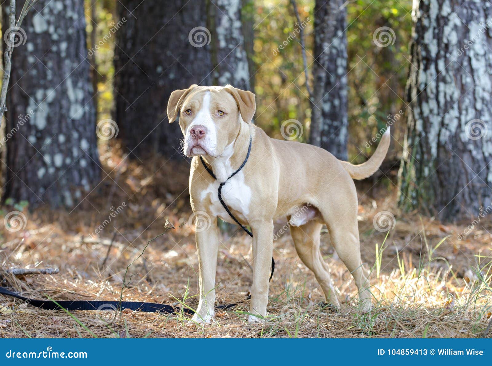 Bulldog Mastiff Mix Stock Image of panting, puppy: 104859413