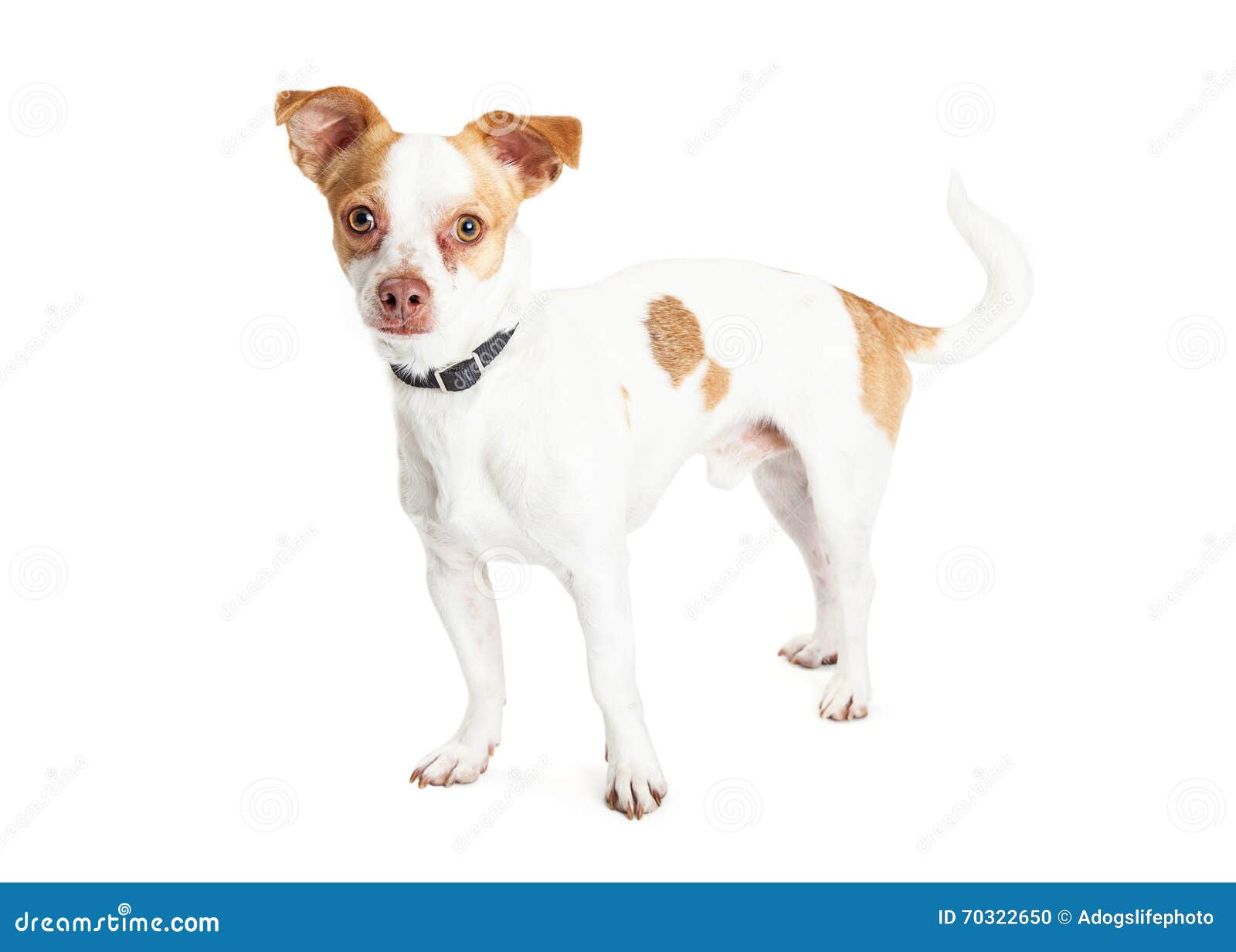 Chihuahua white with brown spots