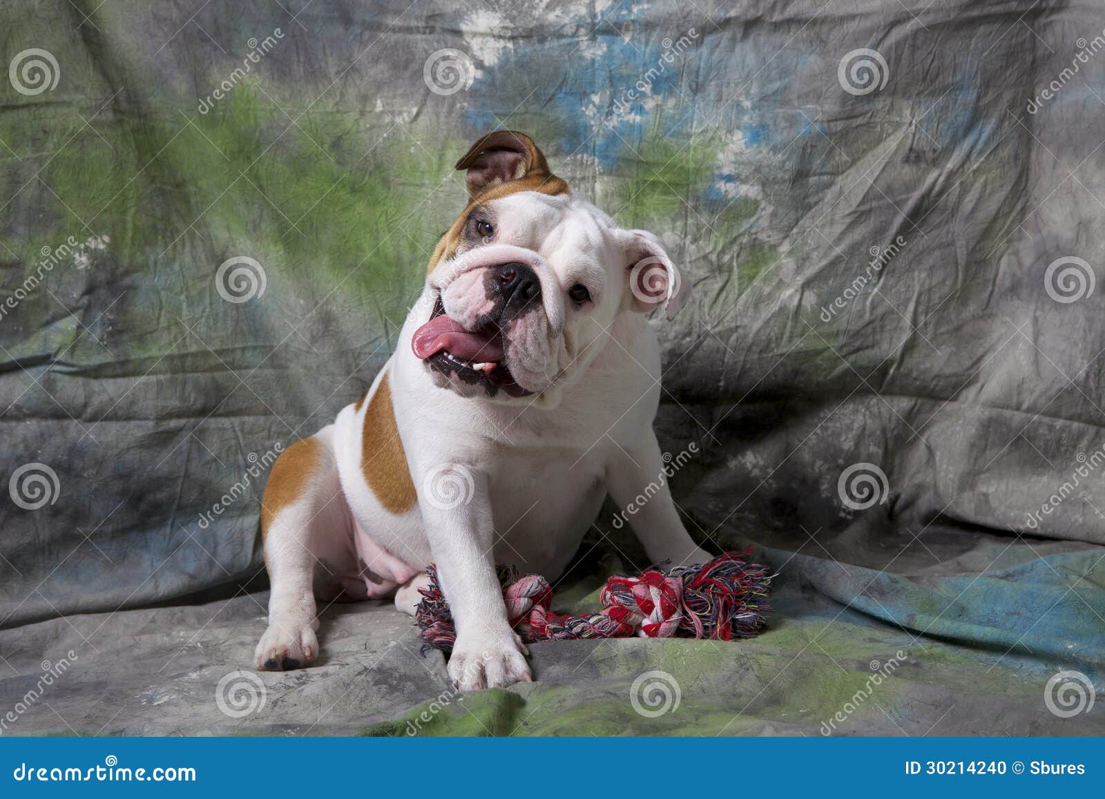 white and tan english bulldog