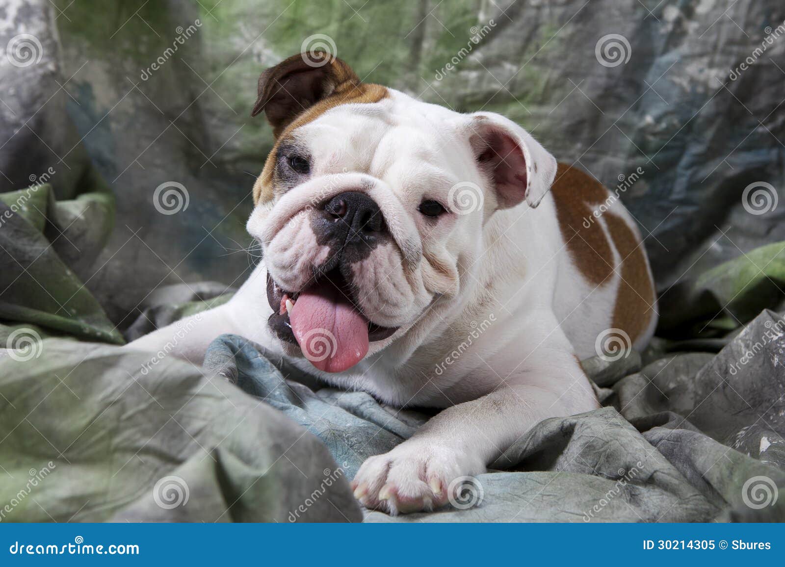 white and tan english bulldog